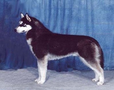Photo of Black Bart Of Arcticsun