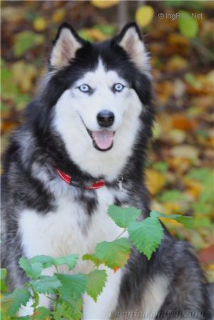 Photo of Severnii Veter Kanada