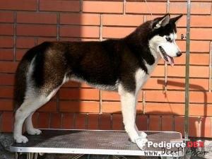 Photo of Husky Haven Yes She Is Going To Win