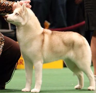 Photo of Kontoki’s Return to Innocence