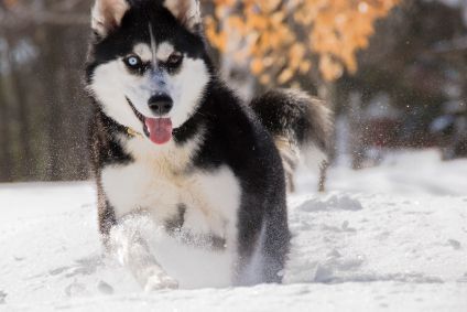 Photo of Anka Wolf Bebi