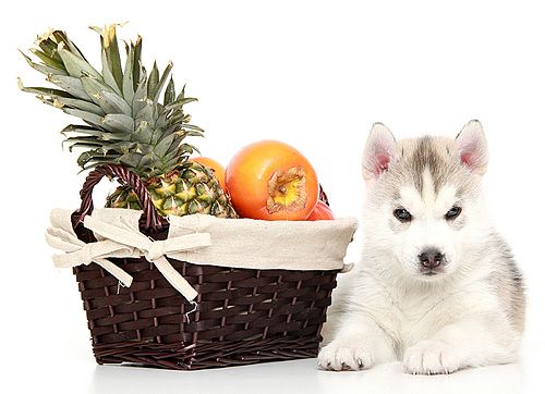 Photo of Siberian Miracle Great Bryan