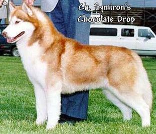 Photo of Symiron’s Chocolate Drop