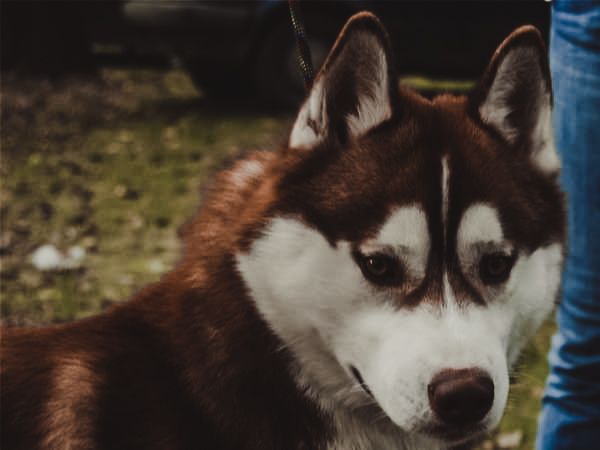 Photo of Bruno