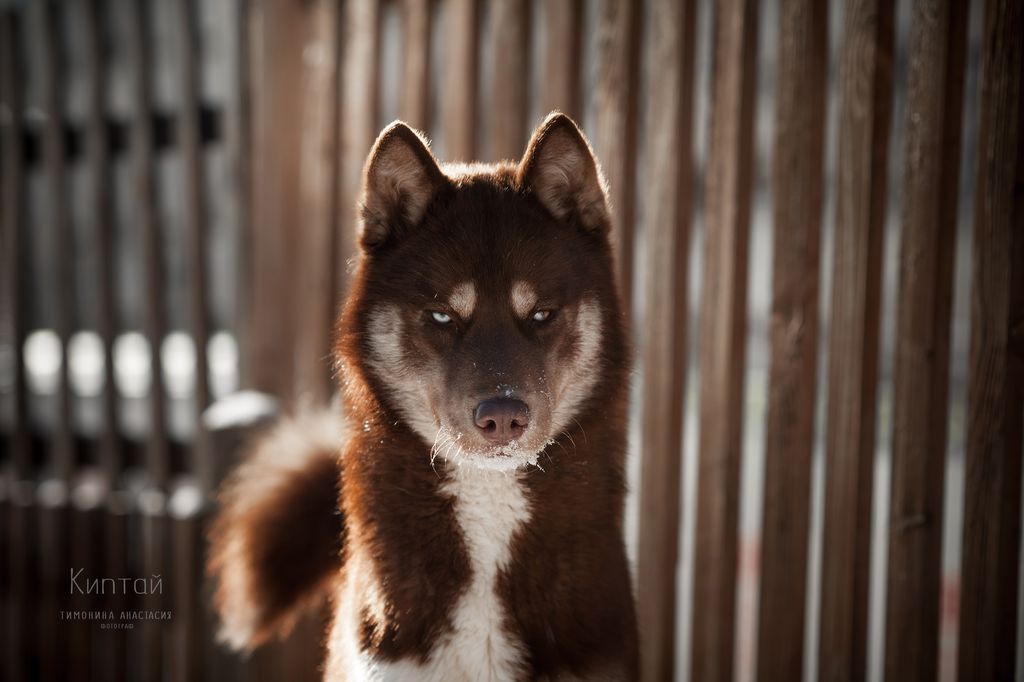 Photo of Altay Spirit Keeptay