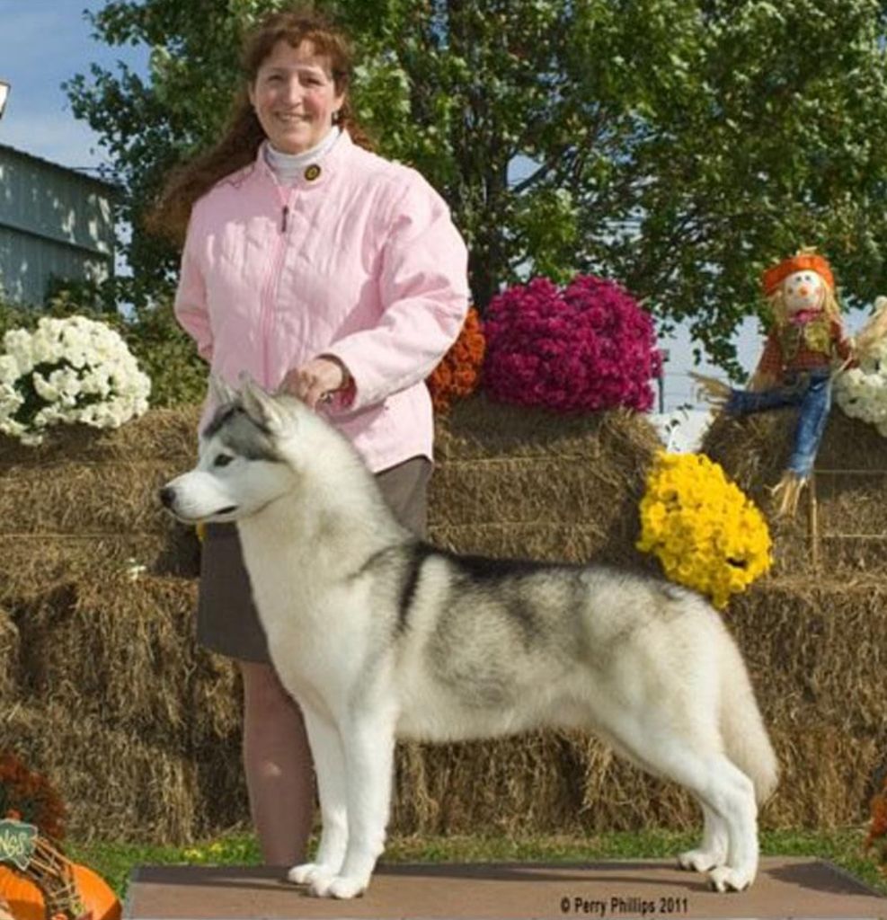 Photo of Snowmist’s Q Wicca’s Avalanche