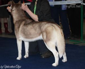 Photo of Husky Haven Red Rasberry