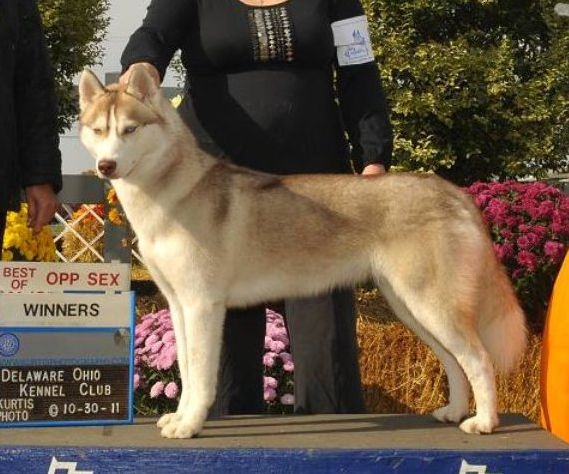 Photo of Highlander’s Ti’Amo Of The Midnight Sun