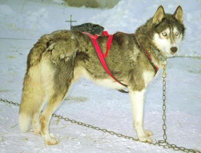 Photo of Alka-Shan’s Callico