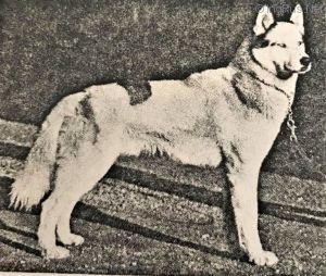 Photo of Forstal’s Roy-A-Lin Chad