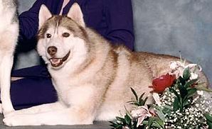 Photo of Innisfree’s Chiaro Of Coventry