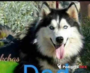 Photo of Hugo My Baby’s Boy "House of Wooly"