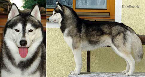 Photo of Tovik’s Law And Order