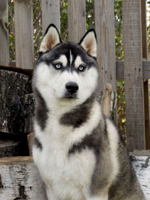 Photo of Warrior Of The Valley