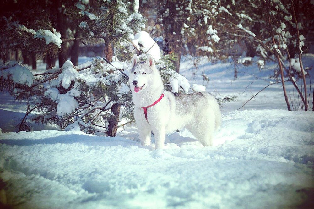 Photo of Siberian Miracle Inspiration Goddess