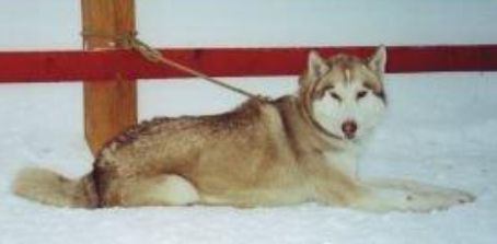 Photo of Anayak