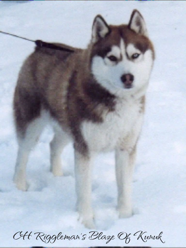Photo of Riggleman’s Blaze Of Kunuk