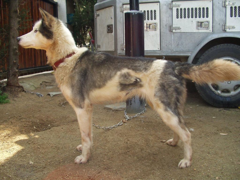 Photo of Lokiboden’s Pepper