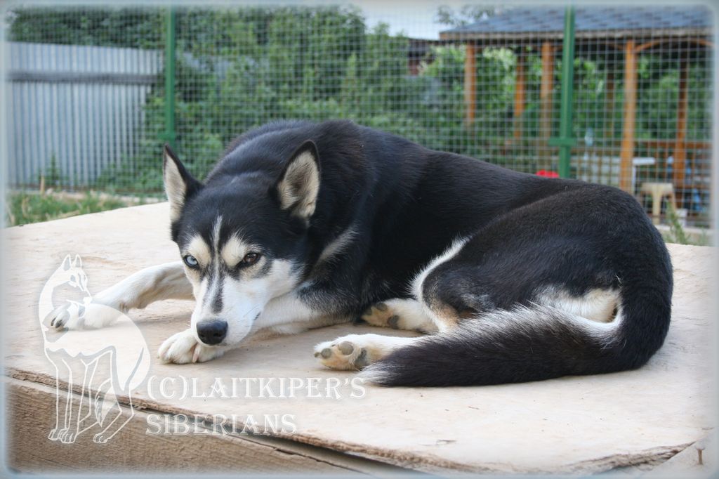 Photo of Trinity Kennel’s F’Rhona