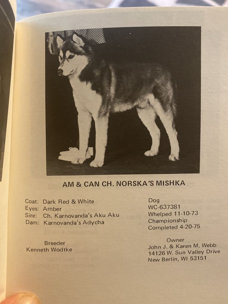 Photo of Norska’s Mishka