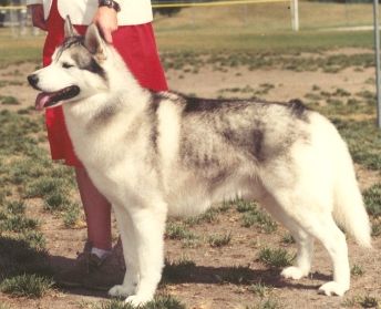 Photo of Innisfree Virginia G'ntleman