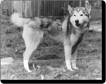 Photo of Vostok Of Kolyma