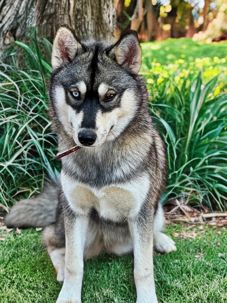 Photo of Ivie’s Howling in the Magical Forest Willow