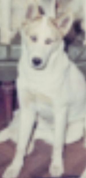 Photo of Forstal’s Roy-A-Lin Poorga