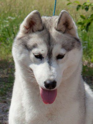 Photo of Bedarra Alhana Starbreeze