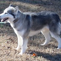 Photo of Snohomish’s Echobarron Novak