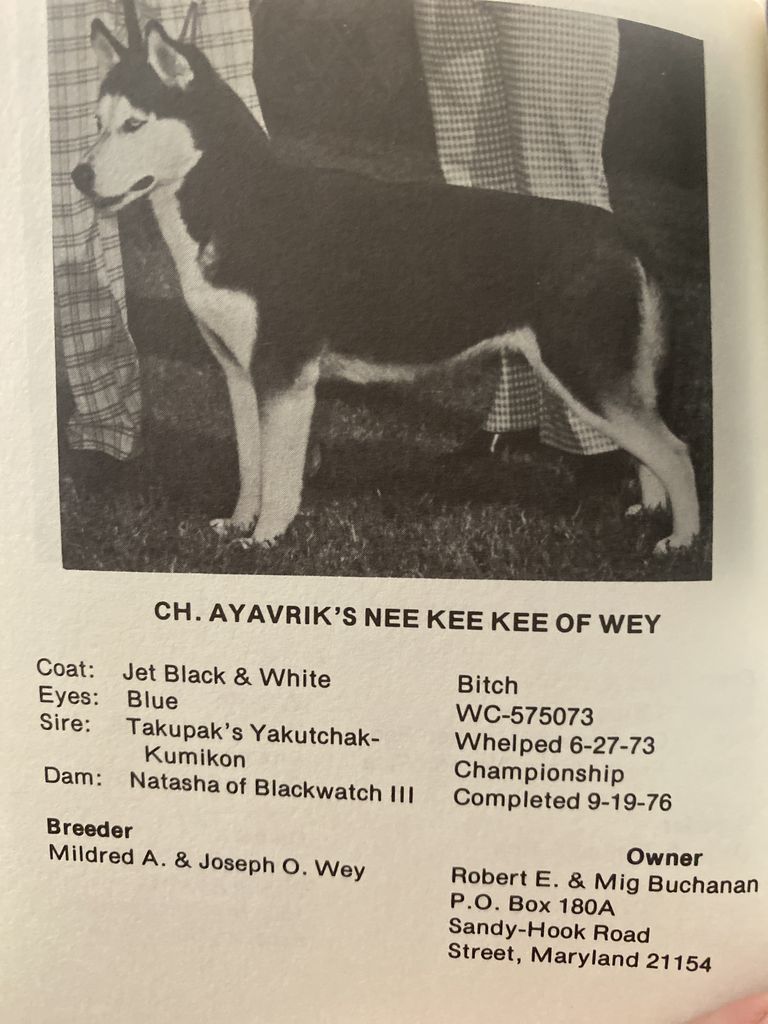 Photo of Ayavrik’s Nee Kee Kee of Wey