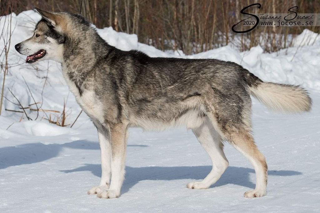 Photo of Polar Speed Iivari