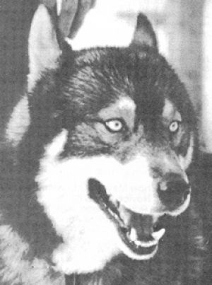 Photo of Bonzo Of Calivali