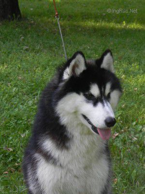 Photo of Husky Haven Alfei'c Love