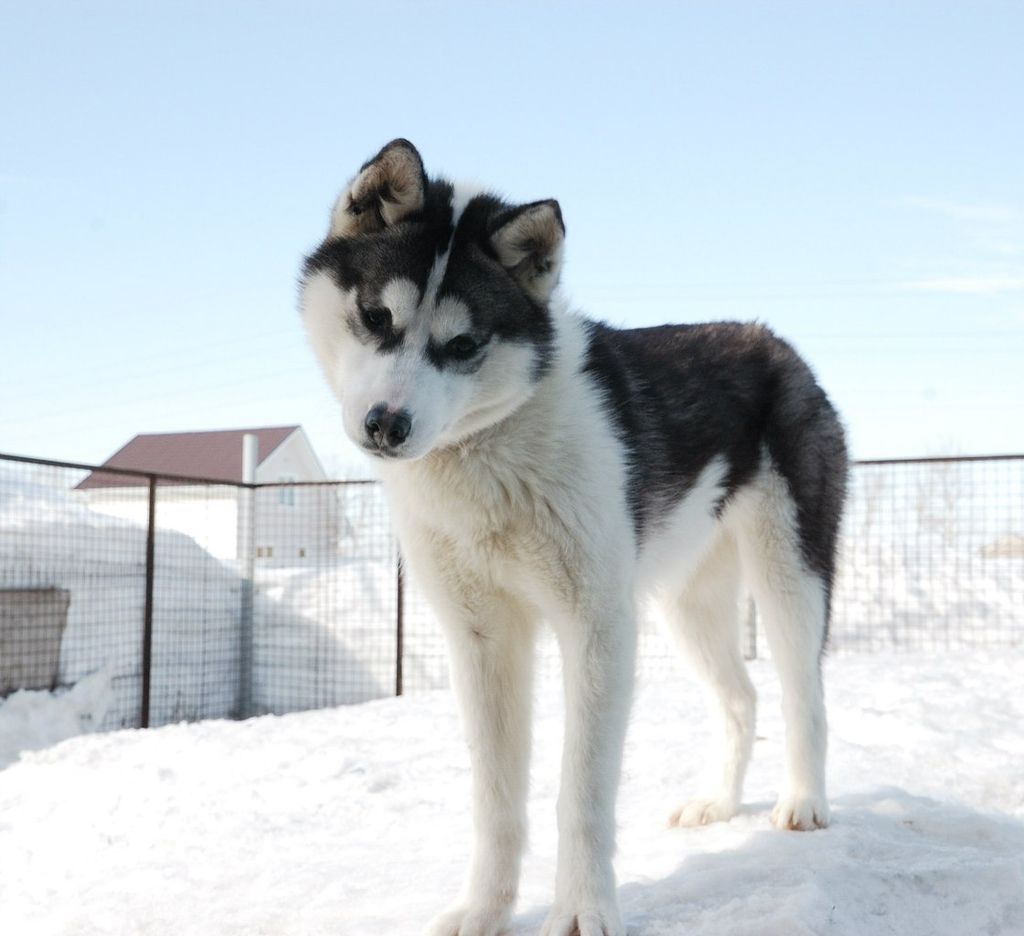 Photo of Snow Shade Irga