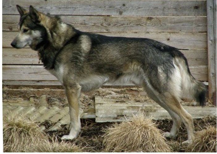 Photo of Kilbuck’s Tex Tuff