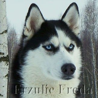 Photo of Erzulie Freda Black Berry