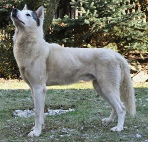 Photo of Snow Shade Ichi