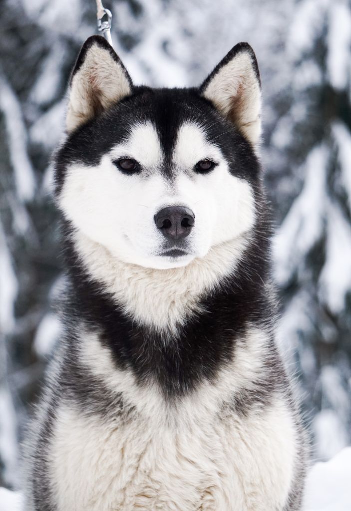 Photo of Agloolik Prince of Crime