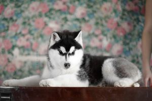 Photo of Olgivan Show Rule Breaker