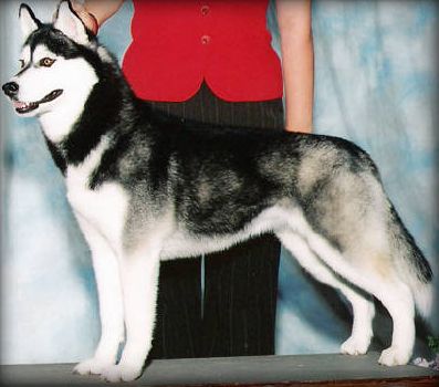 Photo of Zuska’s Mephisto Waltz