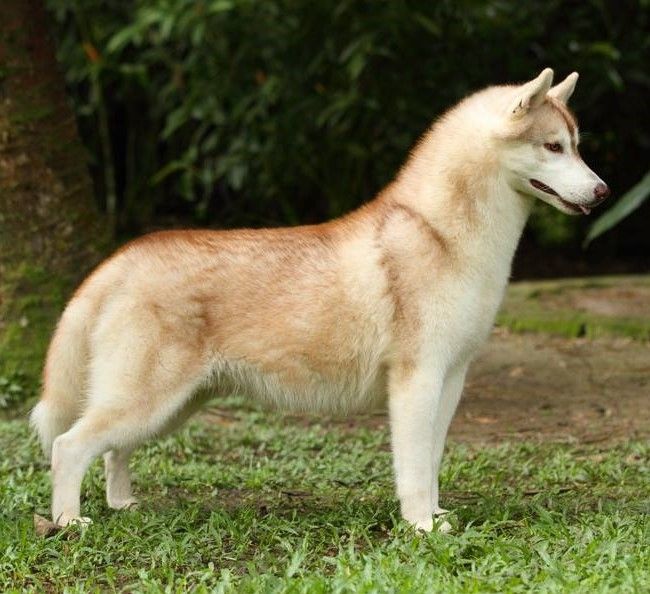 Photo of Tunghat’s The Avenger