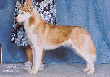 Photo of Sunuryk’s Kayla Sunset