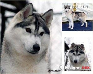 Photo of Karnovanda’s The Ice Princess