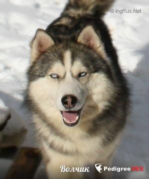 Photo of Actual Dog Hodkii
