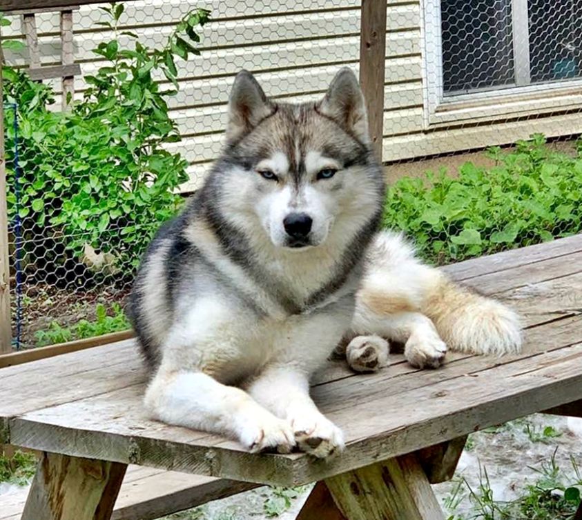 Photo of Kortar’s Kalgary Kash King