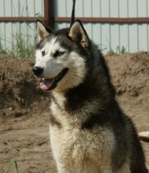 Photo of Snow Galaxy Zlata Golden Fleece