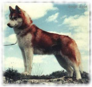 Photo of Blueridge Artic-Blue Snowbird
