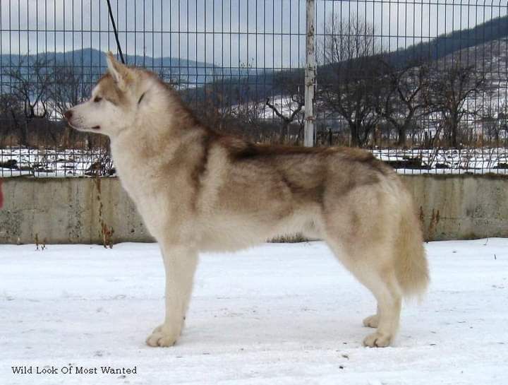 Photo of Wild Look Of Most Wanted