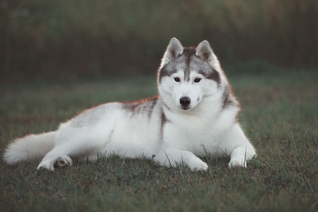 Photo of Husky Haven Vanilla Ice